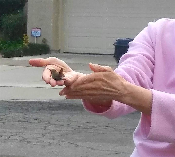 Hands outstretched holding a baby hummingbird after its rescue