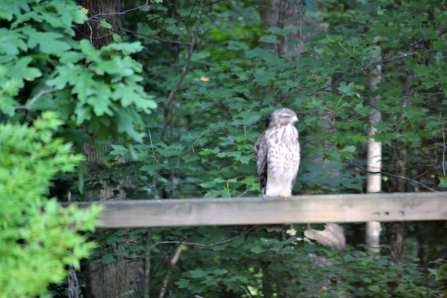 A photo of Barnabus, a juvenile Broad-Winged Hawk.