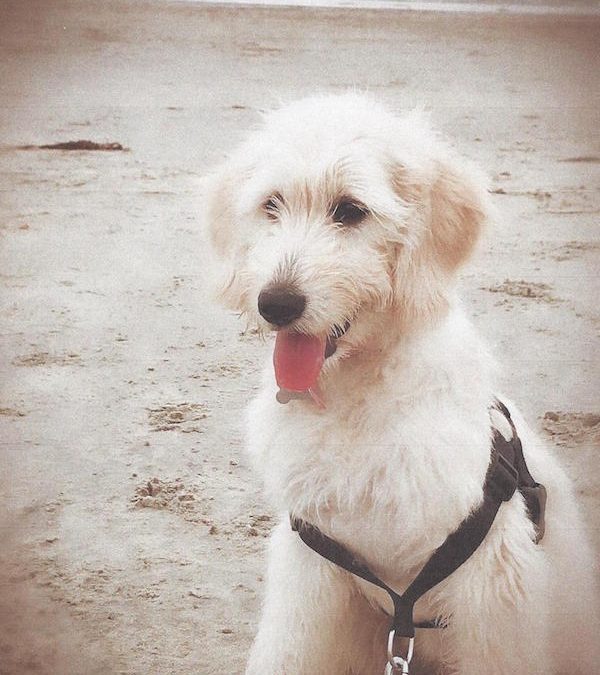 A photo of a goldendoodle named Stella, one of my favorite pet names, sitting on the beach.