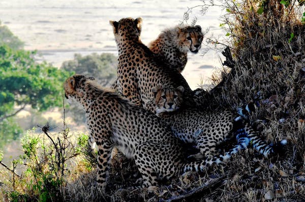 Photo of a family of cheetahs in a scenic, natural setting.