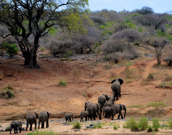 A photo of a family of elephants walking across the African plains.