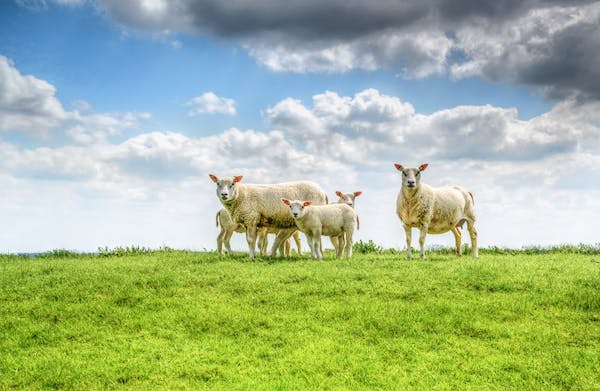 Photo of a family of sheep, standing in a grassy field.