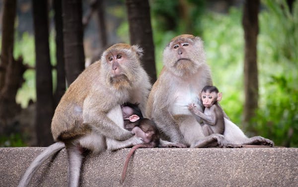 Photo of a family of monkeys, including two adults and two babies.