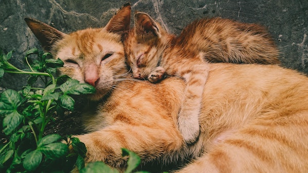 Photo of an orange tabby cat snuggling with her kitten.